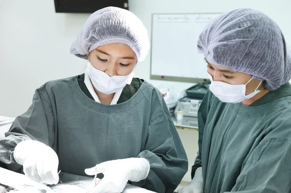 Dois cirurgiões veterinários na sala de operações — Fotografia de Stock