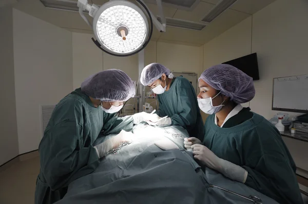 Groupe de chirurgie vétérinaire en salle d'opération — Photo