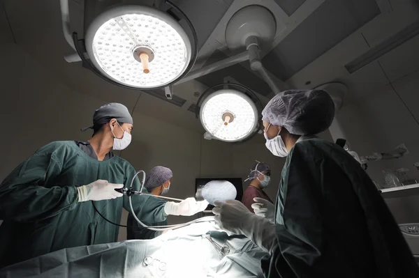 Grupo de médicos veterinarios en quirófano para cirugía laparoscópica — Foto de Stock