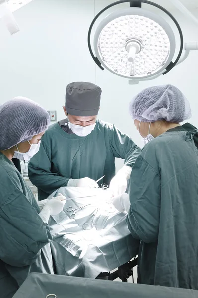 Grupa operacji lekarz weterynarii w serwerowni — Zdjęcie stockowe