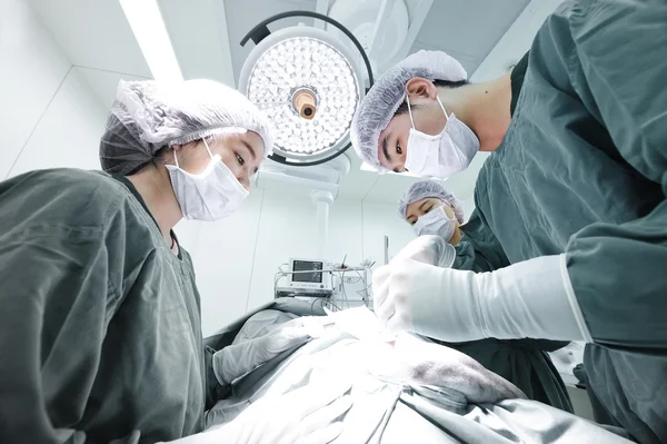 Groupe de chirurgie vétérinaire en salle d'opération — Photo