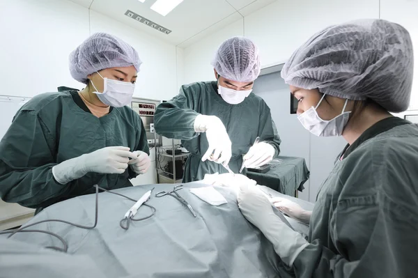 Groep van dierenarts chirurgie in operatie kamer nemen met selectieve kleur techniek en kunst verlichting — Stockfoto