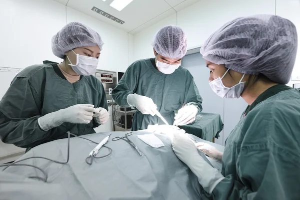 Groep van dierenarts chirurgie in operatie kamer nemen met selectieve kleur techniek en kunst verlichting — Stockfoto