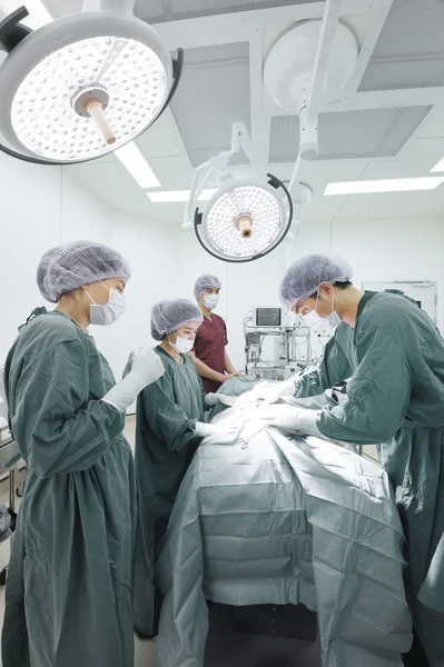 Groupe de chirurgie vétérinaire en salle d'opération — Photo