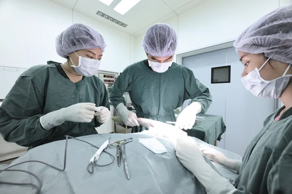 Groupe de chirurgie vétérinaire en salle d'opération — Photo