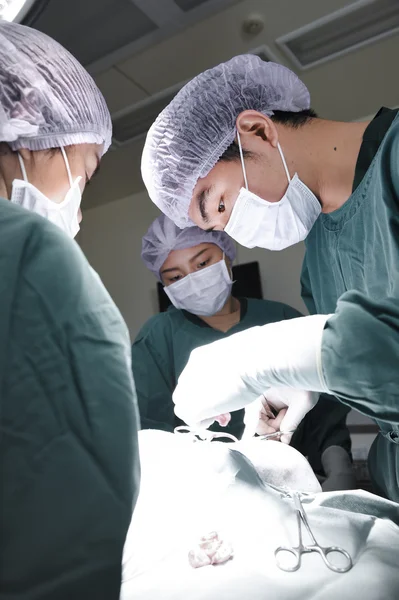 Groupe de chirurgie vétérinaire en salle d'opération — Photo