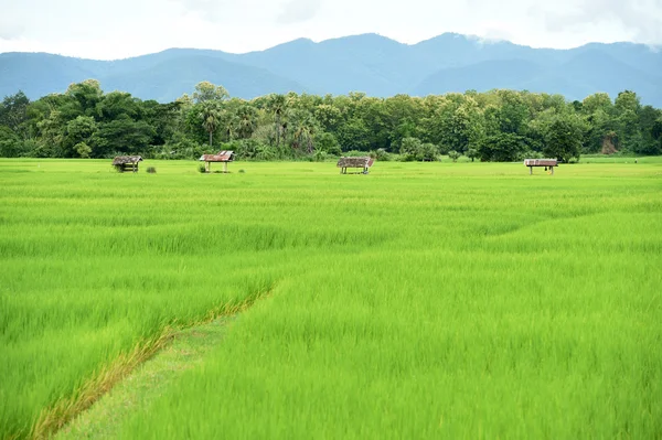 Campo de arroz con fondo de montaña —  Fotos de Stock