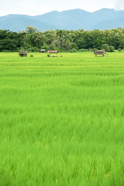 Tayland 'da yeşil pirinç tarlaları — Stok fotoğraf