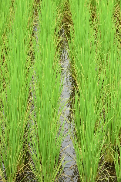 Gröna risfält i Thailand — Stockfoto
