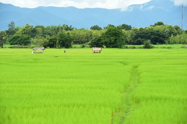 Campo de arroz con fondo de montaña —  Fotos de Stock