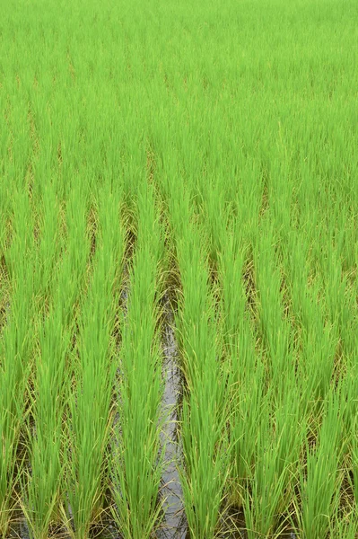 Campos de arroz verde en Tailandia —  Fotos de Stock