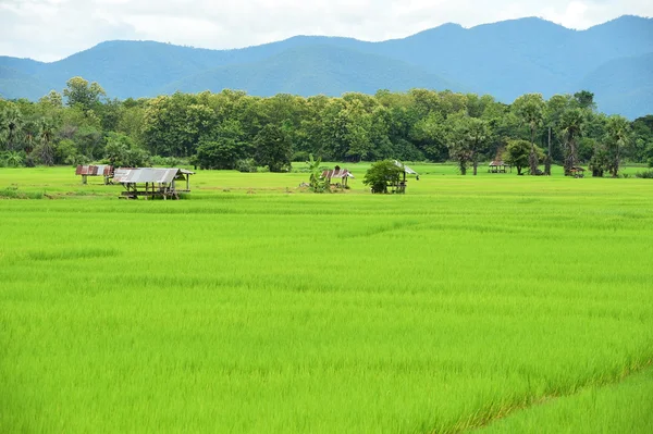 Campo de arroz con fondo de montaña —  Fotos de Stock