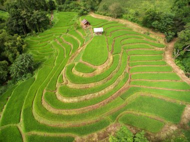 chiangmai alanında yeşil teraslı pirinç