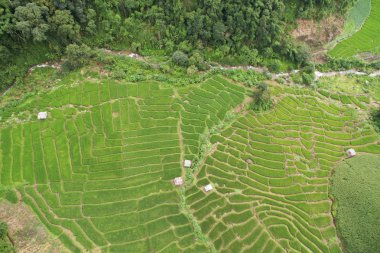 chiangmai alanında yeşil teraslı pirinç