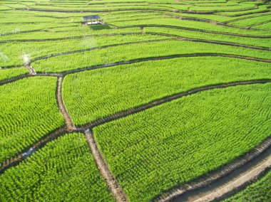 chiangmai alanında yeşil teraslı pirinç
