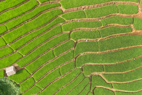 Campo de arroz com terraço verde em Chiangmai — Fotografia de Stock