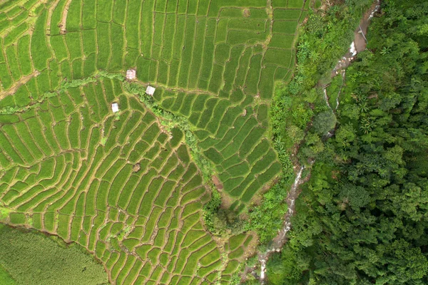 Zöld teraszos rizs mező Chiangmai-ban — Stock Fotó