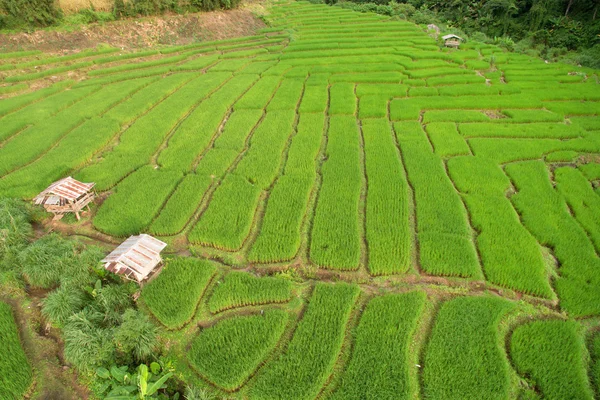 Zöld teraszos rizs mező Chiangmai-ban — Stock Fotó