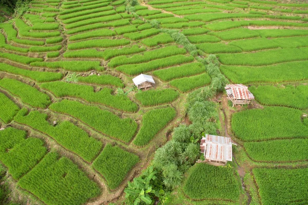 Zöld teraszos rizs mező Chiangmai-ban — Stock Fotó