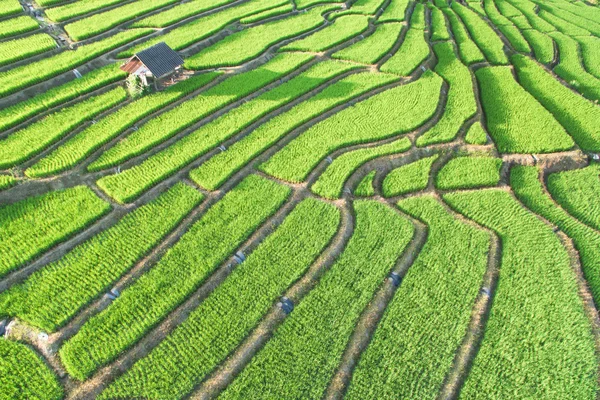 Зелений тераси рисових полів в Чіанг травня — стокове фото