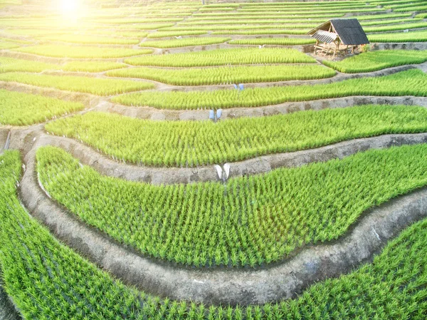 Campo de arroz con terrazas verdes en Chiangmai — Foto de Stock