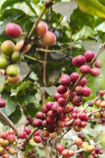 Ağaçta olgunlaşan kahve çekirdekleri