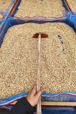 Güneşte kuruyan kahve çekirdeklerini kapat.