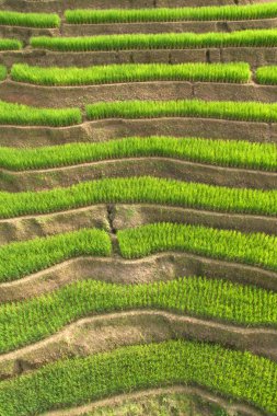 chiangmai alanında yeşil teraslı pirinç