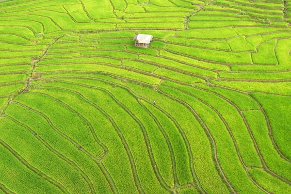 Campo de arroz com terraço verde em Chiangmai — Fotografia de Stock