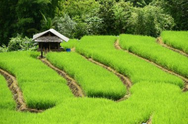 chiangmai alanında yeşil teraslı pirinç