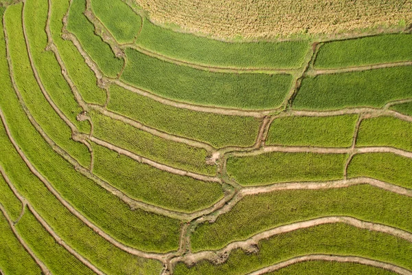 Campo de arroz con terrazas verdes en Chiangmai — Foto de Stock