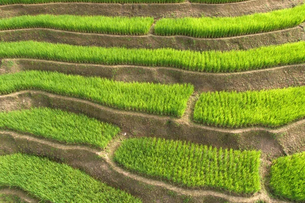 Campo di riso a terrazze verdi a Chiangmai — Foto Stock