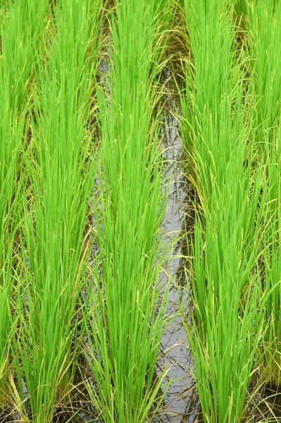 Zelená rýžová pole v Thajsku — Stock fotografie