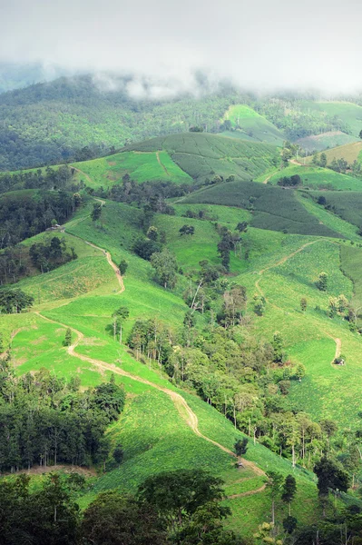 Krajobraz naturalny widok pola kukurydzy i ryżu — Zdjęcie stockowe