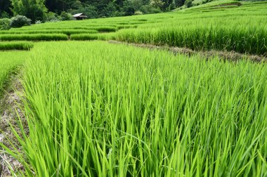 chiangmai alanında yeşil teraslı pirinç