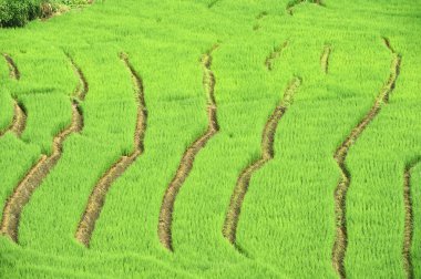 chiangmai alanında yeşil teraslı pirinç