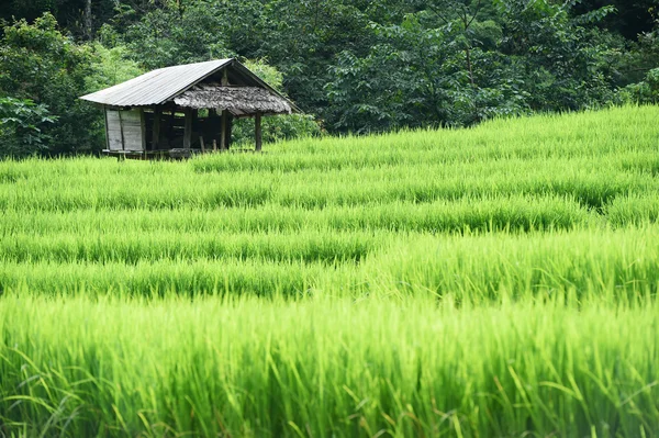 Tayland 'da yeşil pirinç tarlaları — Stok fotoğraf