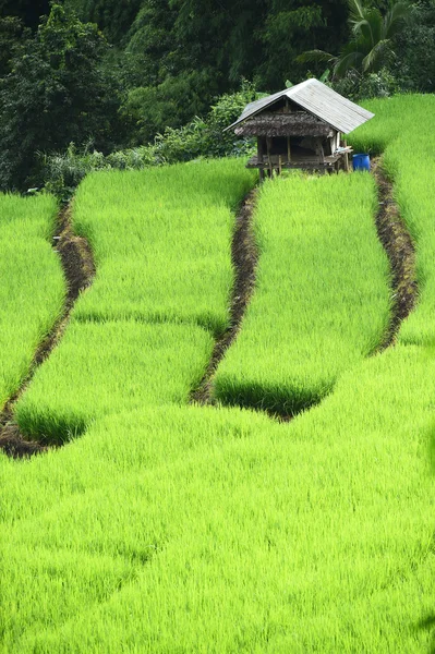 Зелений тераси рисових полів в Чіанг травня — стокове фото