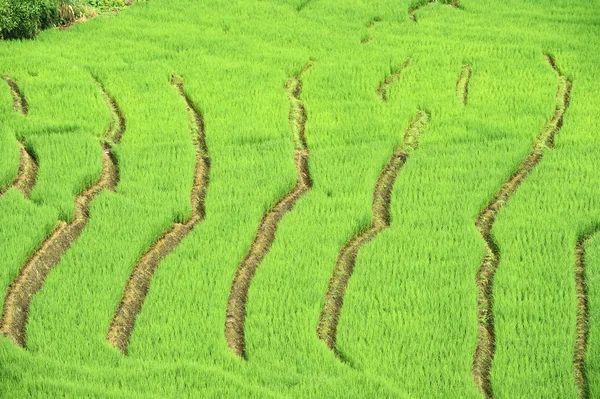 Campo de arroz con terrazas verdes en Chiangmai — Foto de Stock