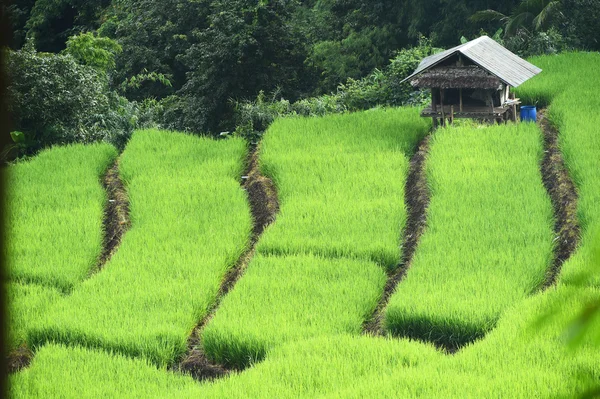 Chiangmai alanında yeşil teraslı pirinç — Stok fotoğraf