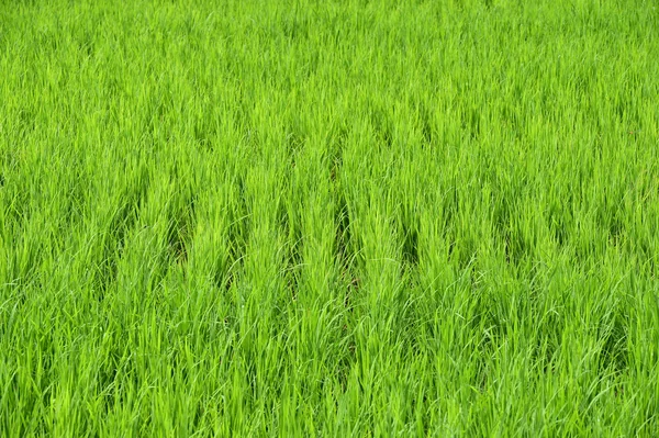 Zielone pola ryżowe w Tajlandii — Zdjęcie stockowe