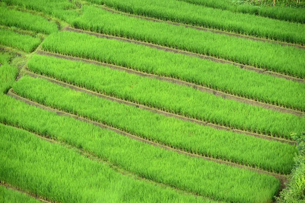 Campo di riso a terrazze verdi a Chiangmai — Foto Stock