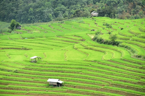 Groene terrasvormige rijst veld in chiangmai — Stockfoto