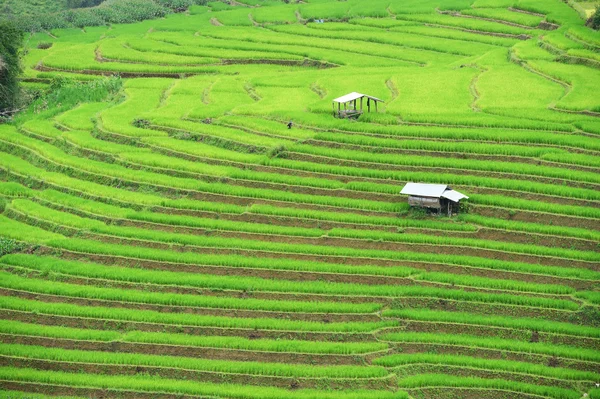 Grüne Reisterrassenfelder in Chiangmai — Stockfoto