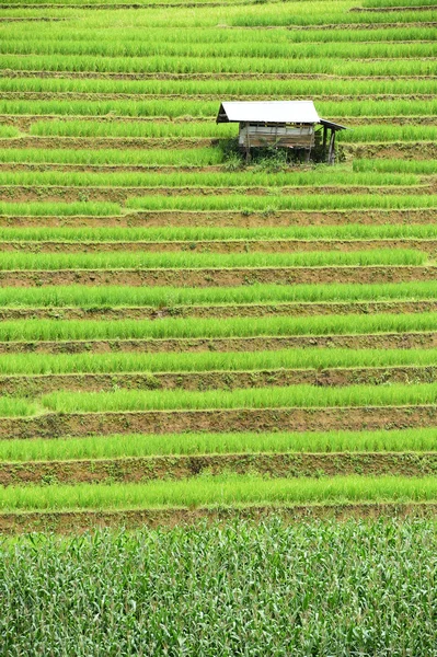 Grüne Reisterrassenfelder in Chiangmai — Stockfoto