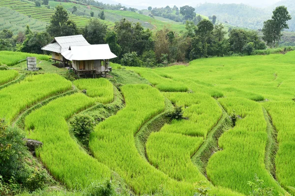 Zöld teraszos rizs mező Chiangmai-ban — Stock Fotó