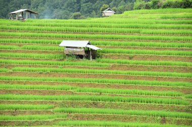 chiangmai alanında yeşil teraslı pirinç