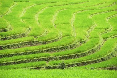 chiangmai alanında yeşil teraslı pirinç