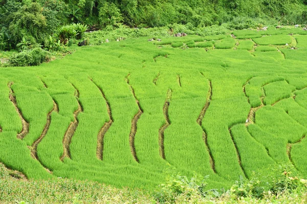 Зелені рисові поля в Таїланді — стокове фото