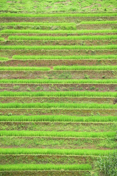 Campo de arroz con terrazas verdes en Chiangmai — Foto de Stock